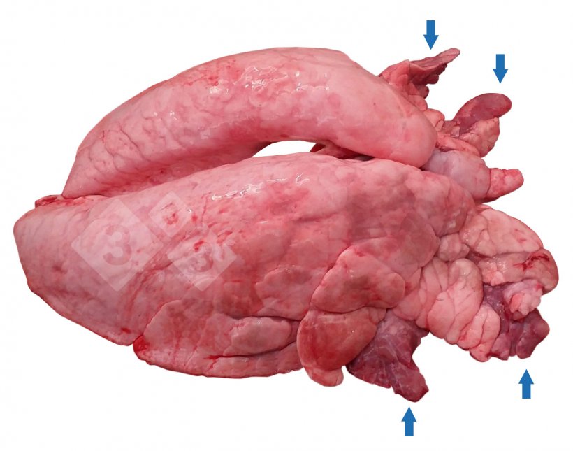 Figura 1.&nbsp;Consolidaci&oacute;n pulmonar cr&aacute;neo-ventral (CPCV) en cerdos.
